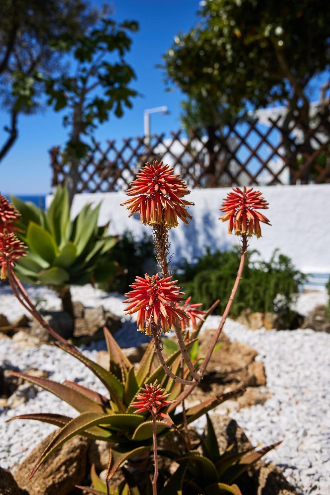 Дом отдыха Lily Mykonos